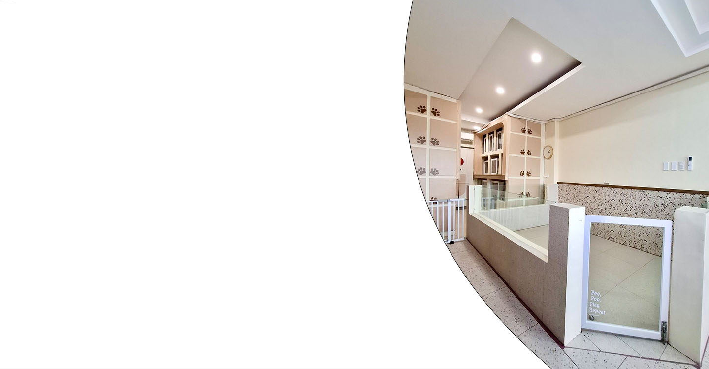 Home of Bichon Frisé in Marikina City